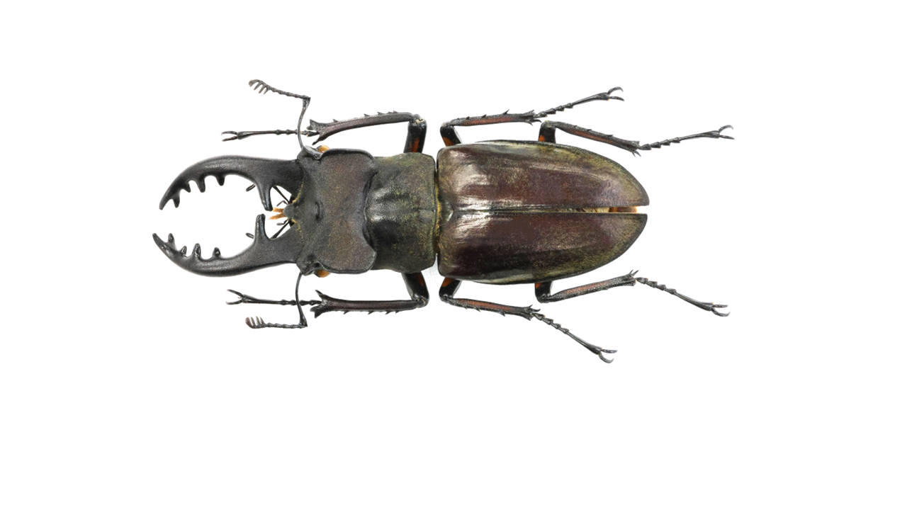 70.0 ㎜ ］初めて採集したミヤマが70ミリ！ | Project WILD MUSEUM