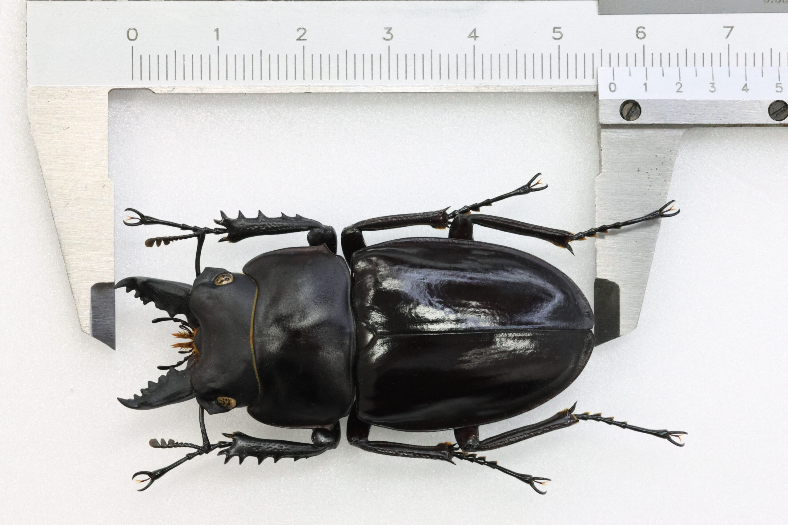 56.1 ㎜ ］夏の終わりから秋に発生！ | Project WILD MUSEUM
