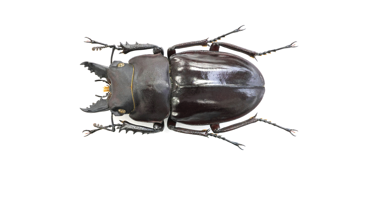 marubane_54.0mm.png