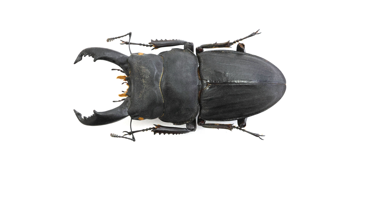 67.2 ㎜ ］MyスジブトGuinness | Project WILD MUSEUM クワガタ大図鑑