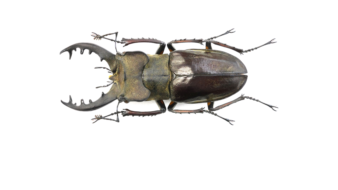 76.0 ㎜ ］蝦夷型はやはり格好良い | Project WILD MUSEUM クワガタ大図鑑