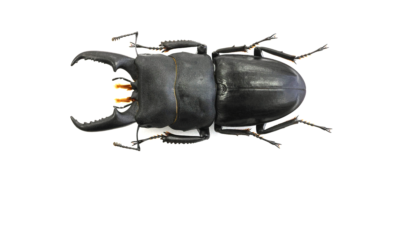 フィギア　昆虫　ヒラタクワガタ　特大　極めて精巧 フィギア 昆虫 ヒラタクワガタ 特大 極めて精巧
