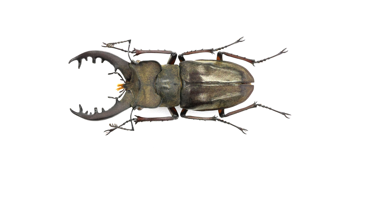 69.2 ㎜ ］私の持つ最北のミヤマ更新です | Project WILD MUSEUM