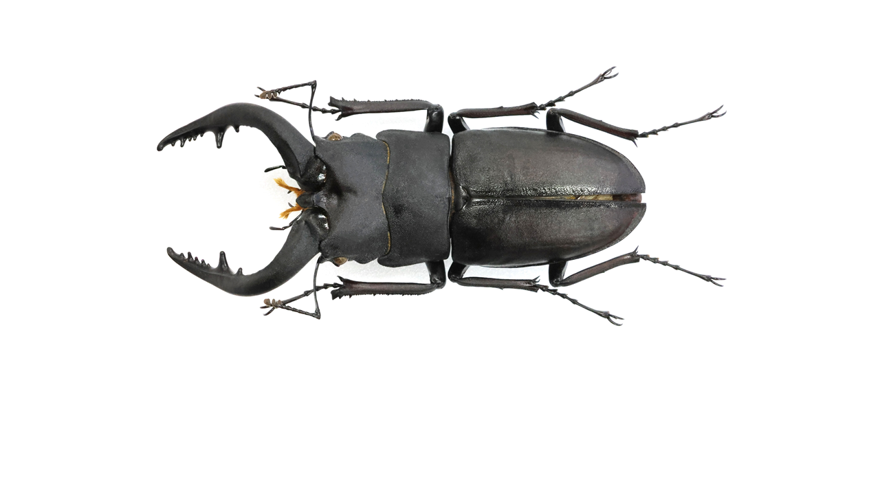 クワガタ カブトムシ ヒラタ ミヤマ コクワ ノコギリ 標本 10個体 剥製 9d0e618f008bb6e99c86251caa8168