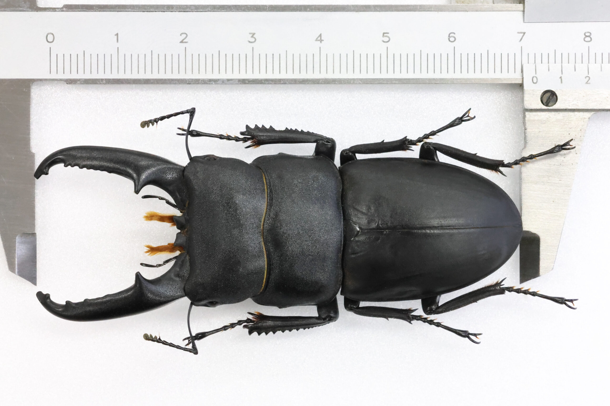 インド ヒラタクワガタ 標本 ヒラタクワガタ標本 - メルカリ