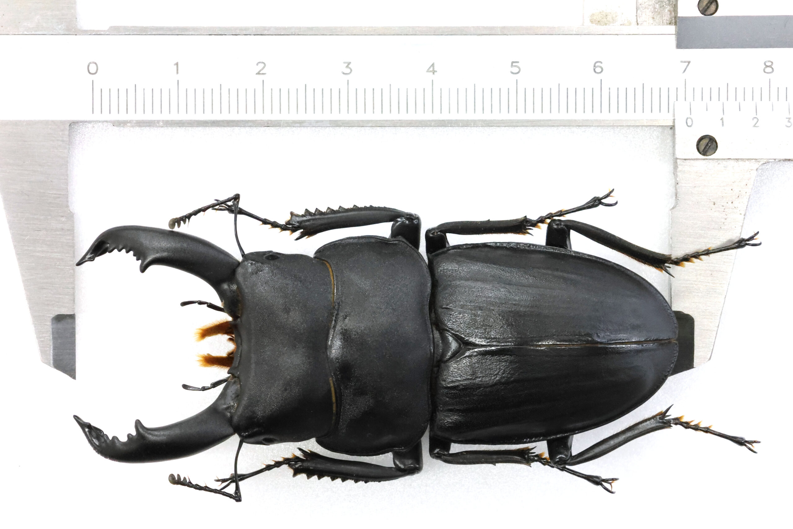 アフリカ カメルーン 部族 くし型 アフリカ カメルーン 部族 くし型
