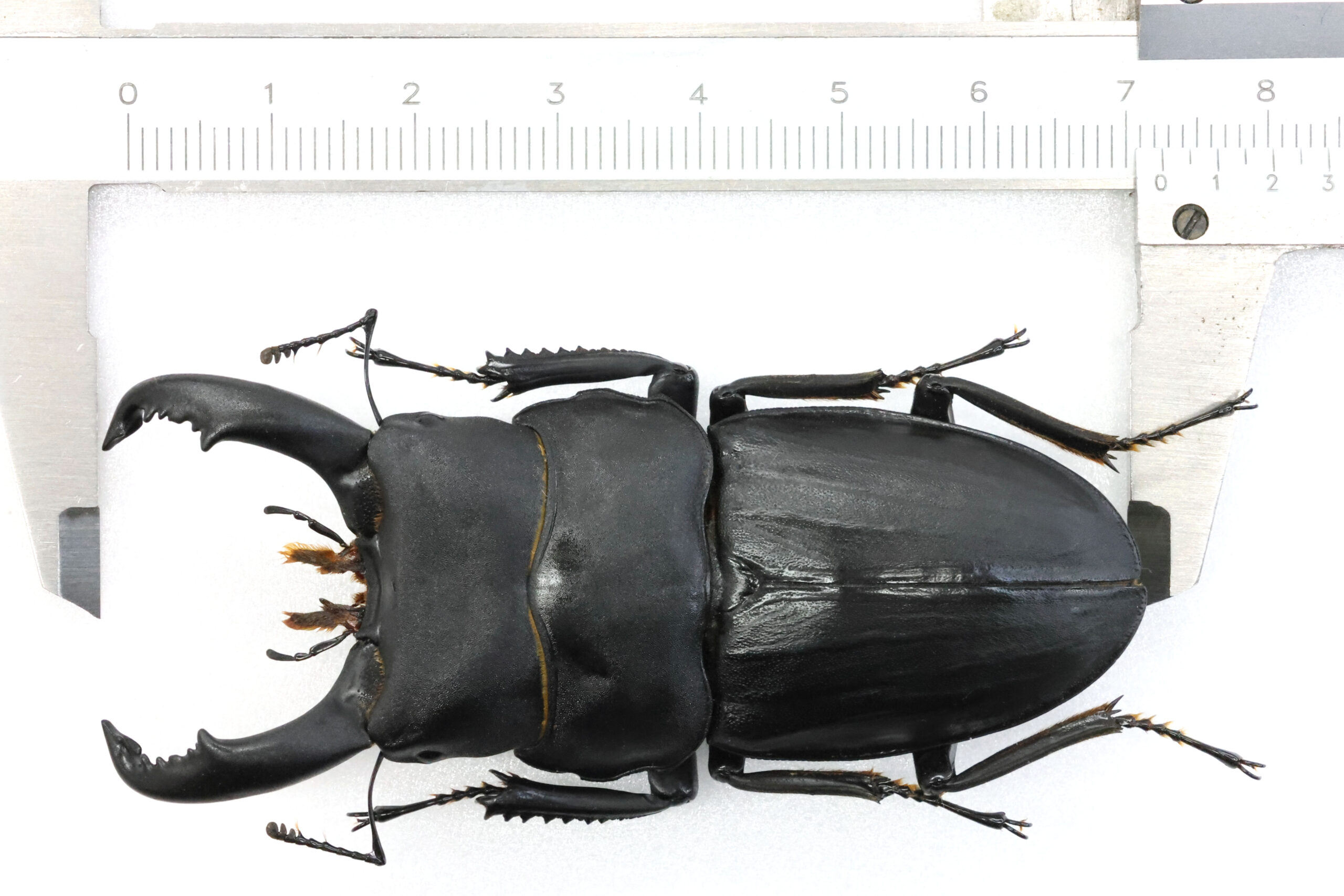スジブトヒラタクワガタスリーブ　専用 スジブトヒラタ 奄美 WD 35UPペア - クワガタ横丁