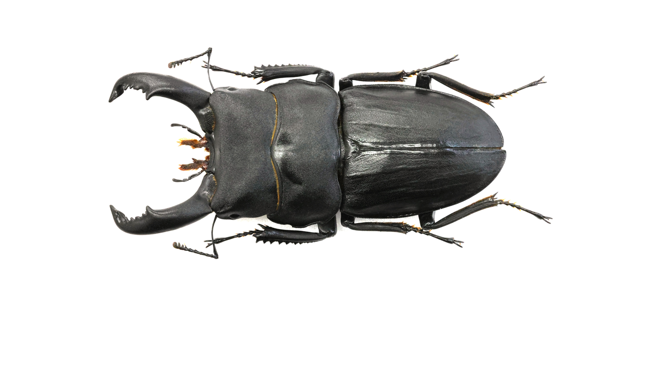 スジブトヒラタクワガタスリーブ　専用 スジブトヒラタ 奄美 WD 35UPペア - クワガタ横丁